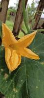 Bitter melon tree flowers photo