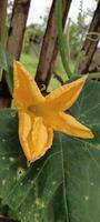 Bitter melon tree flowers photo