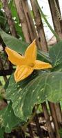 Bitter melon tree flowers photo