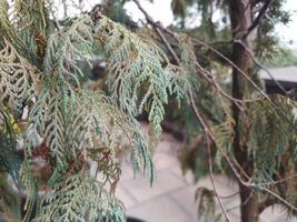 View of tree trunk and leaves photo