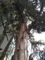 View of tree trunk and leaves photo