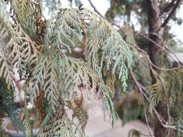 View of tree trunk and leaves photo