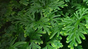 Spike Moss Selaginella wallichii photo