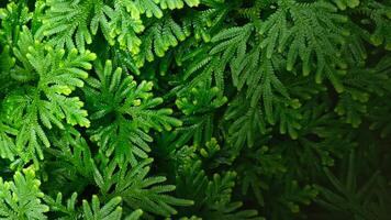 Spike Moss Selaginella wallichii photo