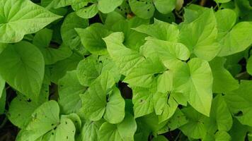 Ipomoea batatas leaves, or what we often know as sweet potatoes. photo