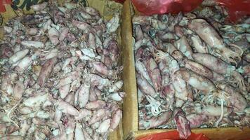 Small fresh squid sold in traditional market photo