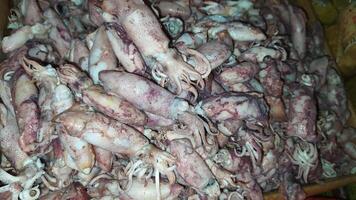 Small fresh squid sold in traditional market photo