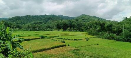 View of green rice fields photo