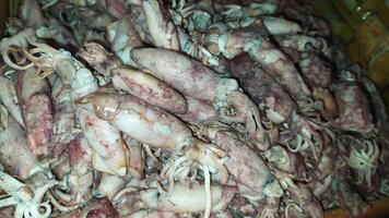 Small fresh squid sold in traditional market photo