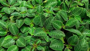 Episcia, 'sphalera' Species Episcia. photo