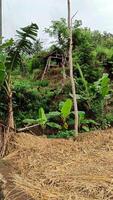 Pile of dry straw on rice field photo