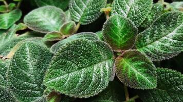 episcia, 'esfalera' especies episcia. foto