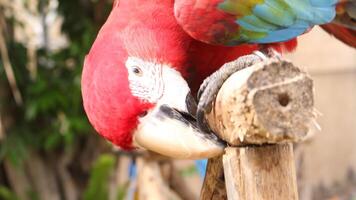 Beautiful Macaw birds photo