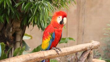 Beautiful Macaw birds photo