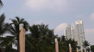 Coconut trees blowing in the wind, green and cool. decorated with tall buildings. photo