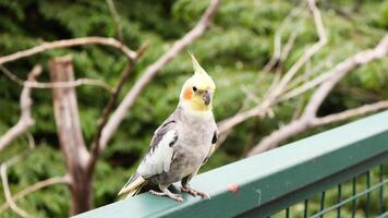 A small parrot bird that is primarily found in aviary photo