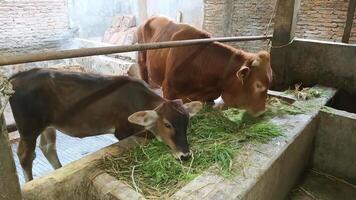 Cows eating grass on a farm photo