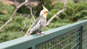 A small parrot bird that is primarily found in aviary photo