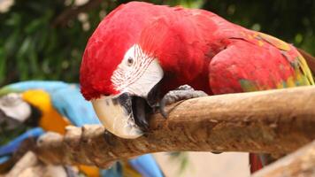 hermosa guacamayo aves foto