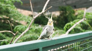 un pequeño loro pájaro ese es ante todo encontró en pajarera foto