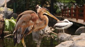 Red Heron Bird photo