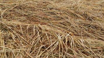Pile of dry straw on rice field photo