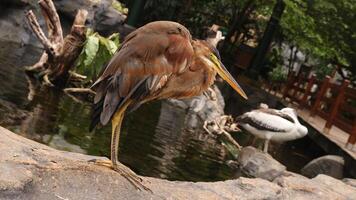 Red Heron Bird photo