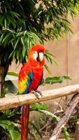 Beautiful Macaw birds photo