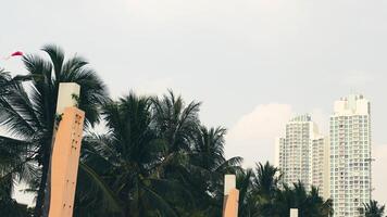 Coconut trees blowing in the wind, green and cool. decorated with tall buildings. photo