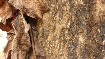 Portrait of the texture of a tree trunk photo