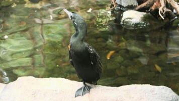The black cormorant or black cormorant is a type of water bird belonging to the Phalacrocoracidae tribe photo