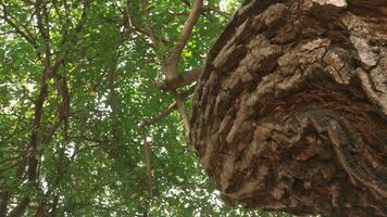 Portrait of the texture of a tree trunk photo