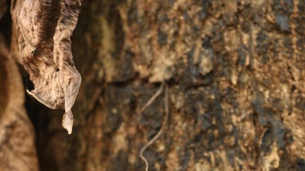 Portrait of the texture of a tree trunk photo