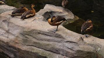 The black cormorant or black cormorant is a type of water bird belonging to the Phalacrocoracidae tribe photo