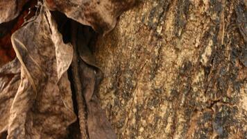 Portrait of the texture of a tree trunk photo