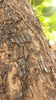 Portrait of the texture of a tree trunk photo