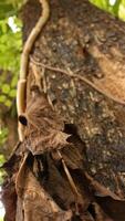 Portrait of the texture of a tree trunk photo
