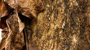 retrato de el textura de un árbol maletero foto