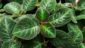 episcia, 'esfalera' especies episcia. foto