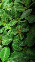 Episcia, 'sphalera' Species Episcia. photo