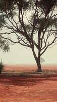 A serene landscape with trees in the distance video