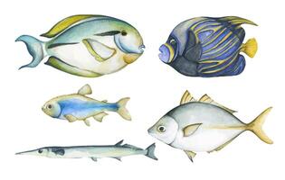 Watercolor illustration of tropical fish. vector