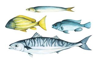 Set of colorful tropical fish. Aquarium animals .Watercolor illustration tropical fish. Underwater sealife concept. vector