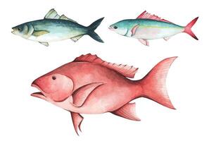 Set of colorful tropical fish. Aquarium animals .Watercolor illustration tropical fish. Underwater sealife concept. vector