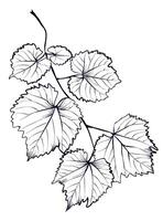 black and white hand-drawn drawing of a grape branch vector