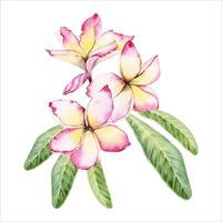 Plumeria flowers with green leaves. Frangipani tree floral design. Hand drawn watercolor illustration isolated on white background. For postcards, fragrant beauty products, wedding invitations prints vector