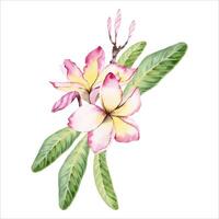 Plumeria flowers with green leaves. Frangipani tree floral design. Hand drawn watercolor illustration isolated on white background. For postcards, fragrant beauty products, wedding invitations prints vector