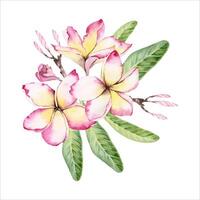 Plumeria flowers with green leaves. Frangipani tree floral design. Hand drawn watercolor illustration isolated on white background. For postcards, fragrant beauty products, wedding invitations prints vector