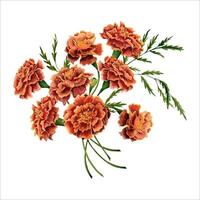 Marigold flowers bouquet element. Tagetes floral botanical composition. Watercolor illustration isolated on white background. For elegant birthday and wedding invitations, gifts, certificate designs vector