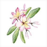 Plumeria flowers with green leaves. Frangipani tree floral design. Hand drawn watercolor illustration isolated on white background. For postcards, fragrant beauty products, wedding invitations prints vector